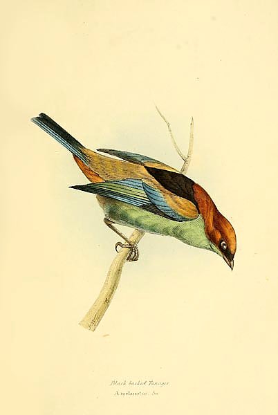 Black backed Tanager