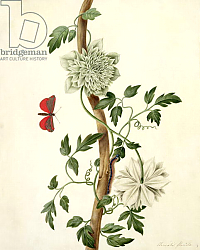 Постер Коньерс Джон (бот) Clematis Florida with Butterfly and Caterpillar Постер Коньерс Джон (бот) Clematis Florida with Butterfly and Caterpillar