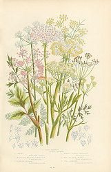 Постер Fennel, Mountain Meadow-saxifrange, Scottish Lovage, Meadow Pepper-saxifrage, Meu or Rald-money, Sea 1