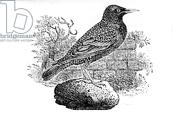 Постер Бевик Томас The Starling, illustration from 'The History of British Birds' 1797 Постер Бевик Томас The Starling, illustration from 'The History of British Birds' 1797