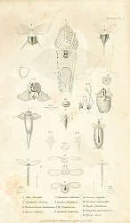 Постер Mollusca №11