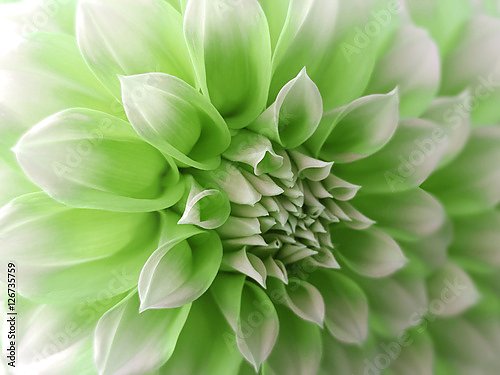 Постер Бело-зелёный цветок георгина, крупно