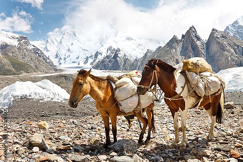 Навьюченные лошади в Каракоруме, Пакистан