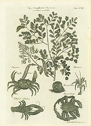 Постер Casalpinia Brasiliensis or Brasil wood Tree
