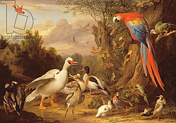 Постер Богдани Якоб A Macaw, Ducks, Parrots and Other Birds in a Landscape, c.1708-10 Постер Богдани Якоб A Macaw, Ducks, Parrots and Other Birds in a Landscape, c.1708-10