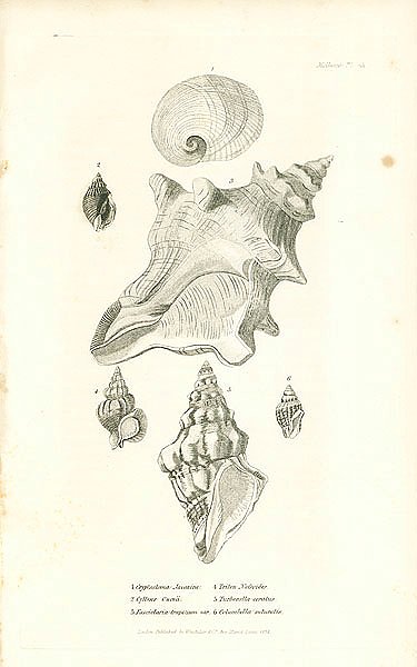 Cryptostoma Javanica, Cyllene Owenii, Fasciolaria trapezium, Triton Nafsoides, Turbenella ceratus, Columbella suluralis