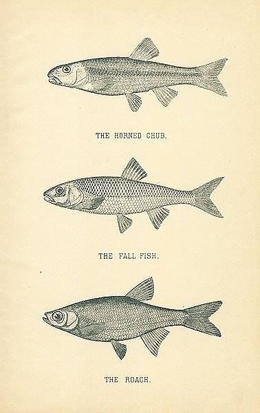 The Horned Chub, The Fall Fish, The Roach 1