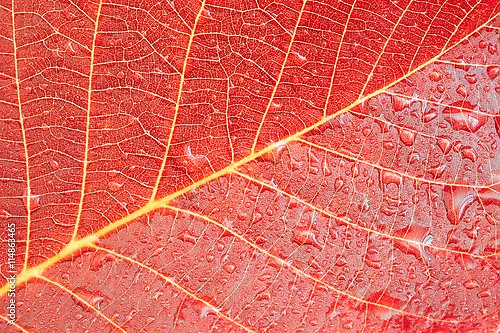Красный лист в каплях воды