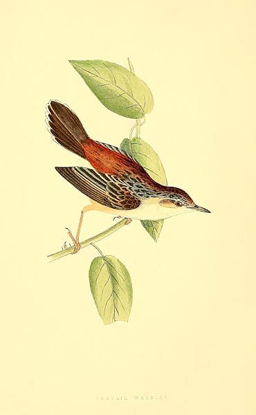 Fantail Warbler