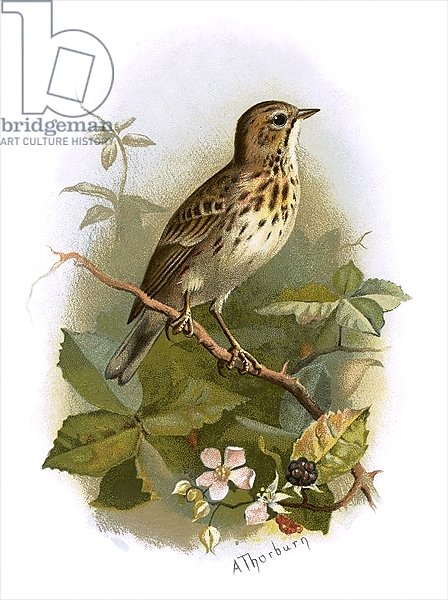 Tree Pipit