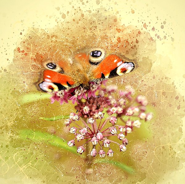 Бабочка на цветке в брызгах краски