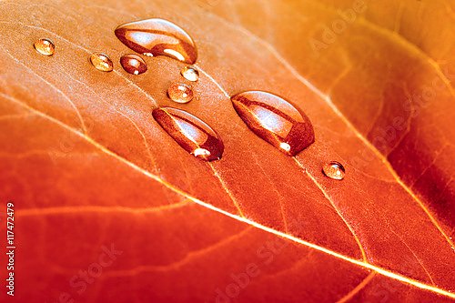 Красный осенний лист с каплями воды
