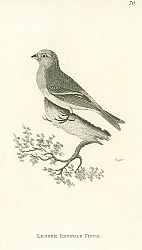 Постер Lesser Redpole Finch