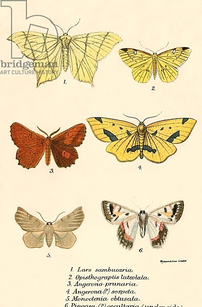Butterflies 98