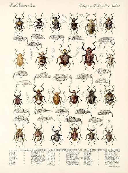 Insecta Coleoptera Pl 157