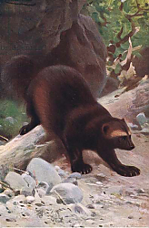 Постер Кунер Вильгельм Glutton or Wolverine, from Wildlife of the World published by Frederick Warne & Co, c.1900 Постер Кунер Вильгельм Glutton or Wolverine, from Wildlife of the World published by Frederick Warne & Co, c.1900