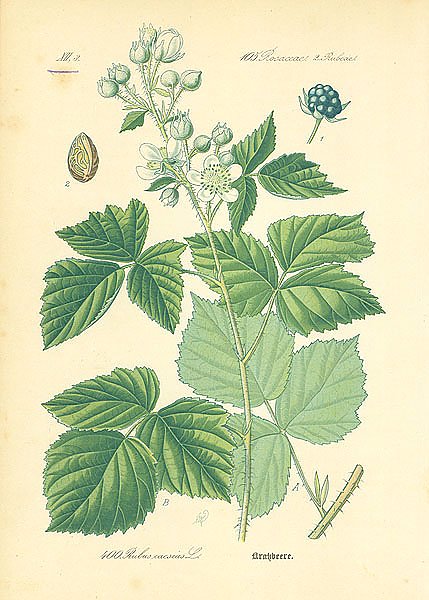 Rosaceae, Rubeae, Rubus caesuis
