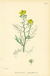 Постер Nasturtium Sylvestre. Creeping Yellow-cress.