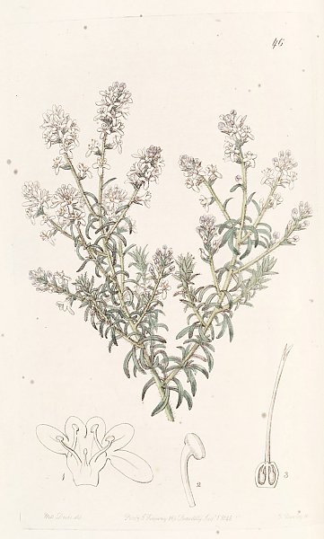 Loose-flowered Selago