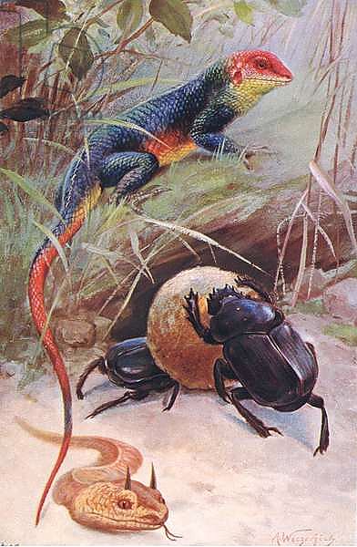 A Gama, Horned Viper and Sacred Beetle, illustration from'Wildlife of the World', c.1910
