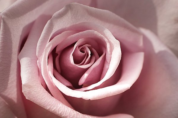 Нежная розовая роза