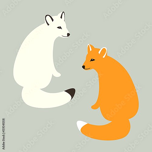 Рыжая и белая лисица