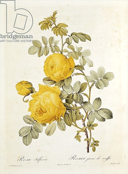 Rosa Sulfurea from 'Les Roses' by Claude Antoine Thory engraved by Eustache Hyacinthe Langlois 1817