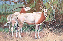 Постер Кунер Вильгельм Sable Antelope, illustration from'Wildlife of the World', c.1910 Постер Кунер Вильгельм Sable Antelope, illustration from'Wildlife of the World', c.1910