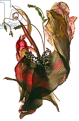 Постер МакЛемор Юлия (совр) Morning Glory Canna Heart, 2012, Постер МакЛемор Юлия (совр) Morning Glory Canna Heart, 2012,