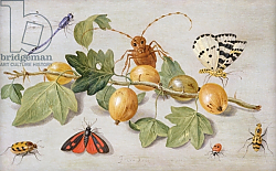 Постер Кессель Ян Still life of branch of gooseberries, with a butterfly, moth, damsel fly and other insects Постер Кессель Ян Still life of branch of gooseberries, with a butterfly, moth, damsel fly and other insects