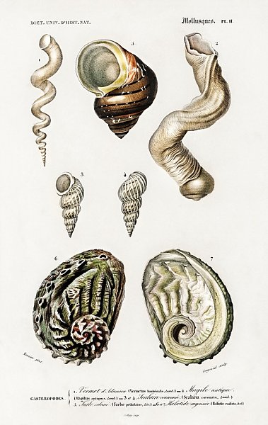 Разные виды раковин моллюсков 2
