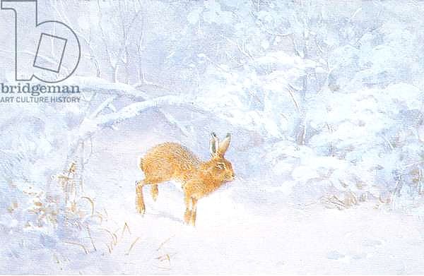 Winter: Hare in woodland, from source unknown