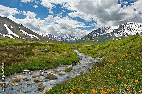 Россия, Алтай. Цветы у горной реки
