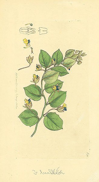 Sowerby Ботаника №11 1