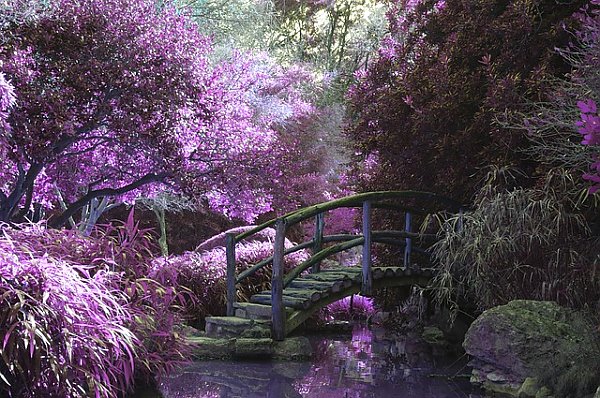 Деревянный мост в розовых зарослях