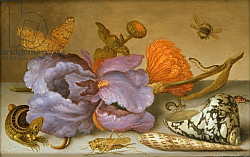 Постер Аст Балтазар Still life depicting flowers, shells and insects Постер Аст Балтазар Still life depicting flowers, shells and insects