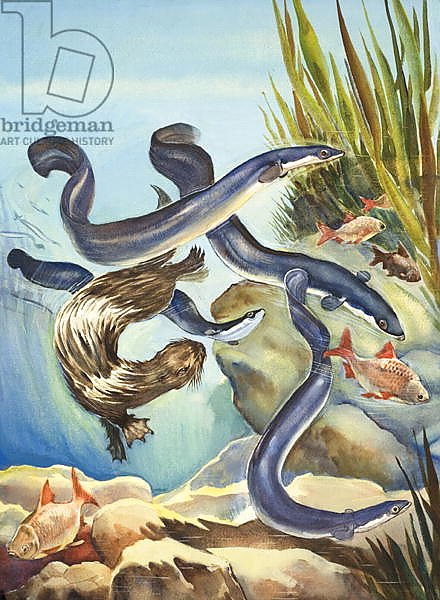 The Eel's Amazing Journey