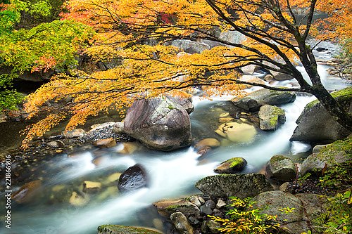 Красочный осенний пейзаж в лесу с ручьем