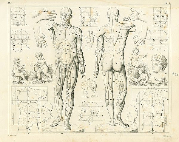 Iconographic Encyclopedia: пропорции тела и мышцы 1