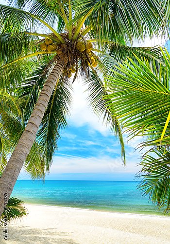 Зеленая пальма на белом песчаном пляже