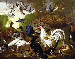 Постер Кастилс Питер The Fable of the Raven with a Peacock, Cockerel, Woodpecker, Jay, Woodcock, and Magpie Постер Кастилс Питер The Fable of the Raven with a Peacock, Cockerel, Woodpecker, Jay, Woodcock, and Magpie
