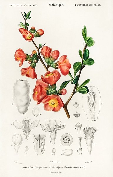 Айва японская (Cydonia japonica) 