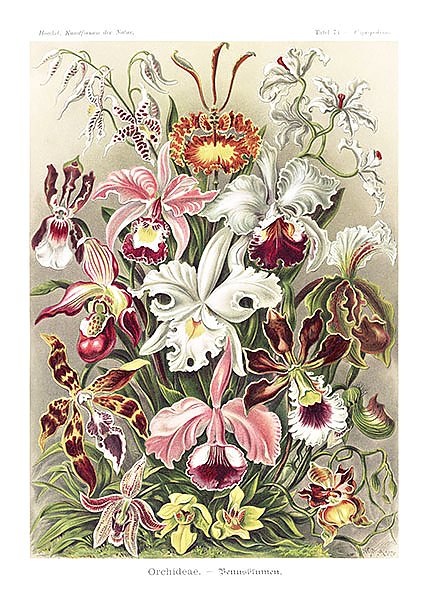 Orchideae–Denusblumen