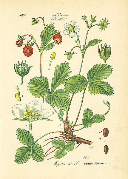 Rosaceae, Potentilleae, Fragaria vesca