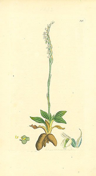 Sowerby Ботаника №16 1