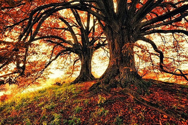 Осенние деревья 1