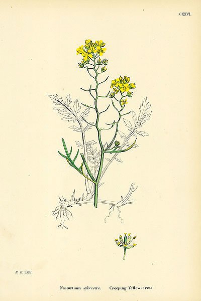 Nasturtium Sylvestre. Creeping Yellow-cress. 1