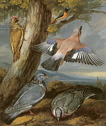 Постер Барлоу Франсис Jay, Green Woodpecker, Pigeons and Redstart, c.1650 Постер Барлоу Франсис Jay, Green Woodpecker, Pigeons and Redstart, c.1650