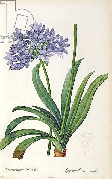 Agapanthus umbrellatus, from `Les Liliacees' by Pierre Redoute, 8 volumes, published 1805-16,