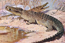 Постер Кунер Вильгельм Nile Crocodile, illustration from'Wildlife of the World', c.1910 Постер Кунер Вильгельм Nile Crocodile, illustration from'Wildlife of the World', c.1910